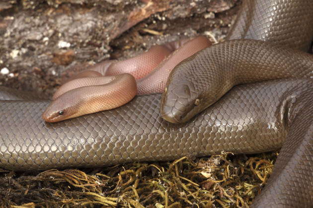 Rubber Boa (Charina bottae). Oregon - USA. Distribution: Washington ...