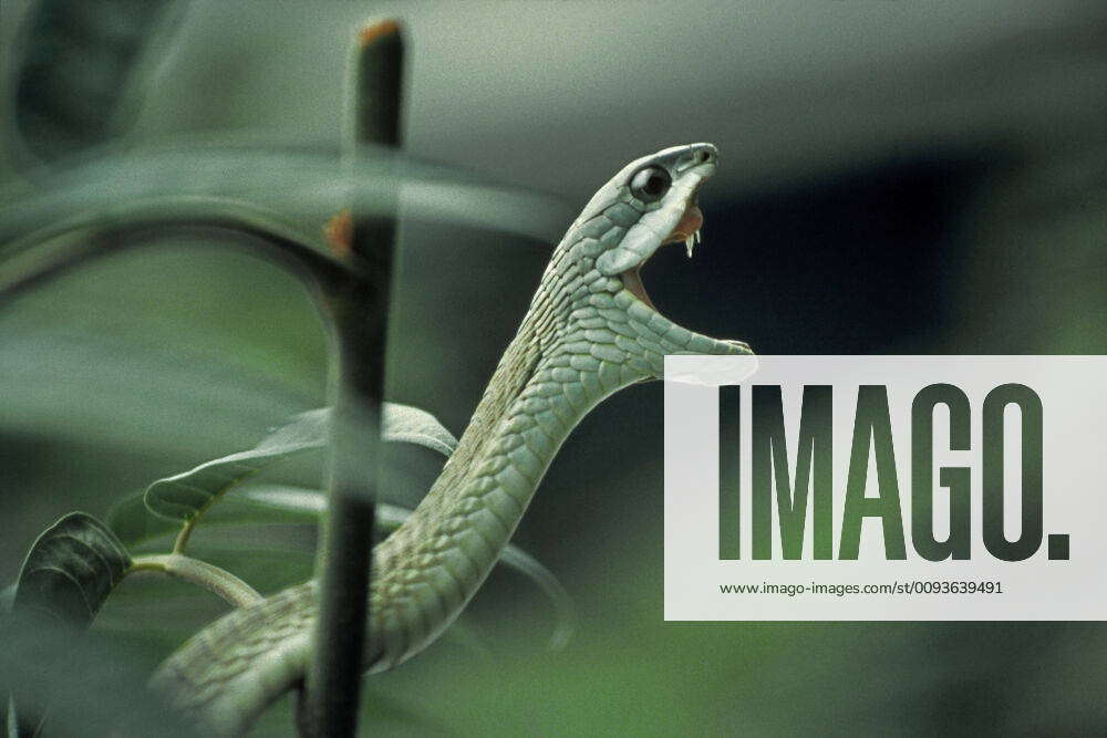 Boomslang Snake - Showing fangs (Dispholidus typus ). shows fangs, Botswana