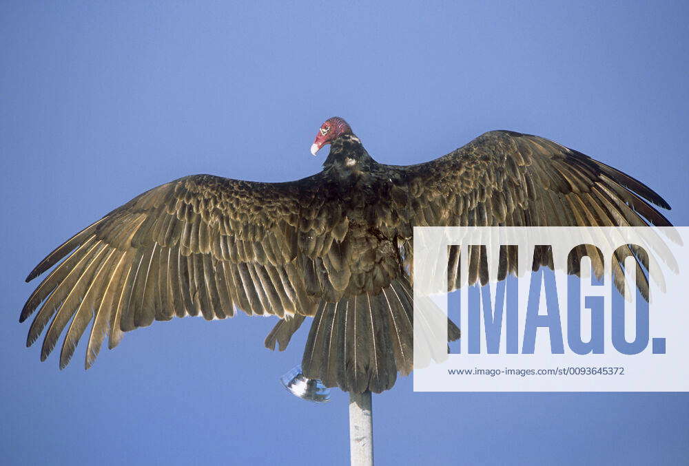 Turkey Vulture (Cathartes Aura). USA