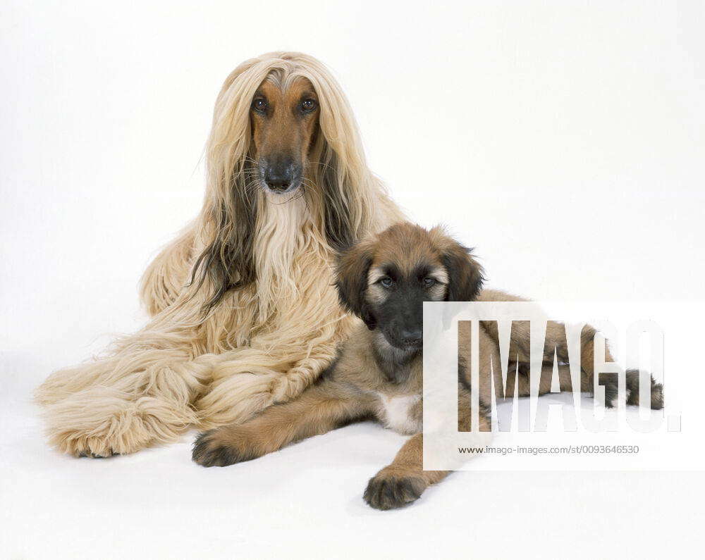 DOG - Afghan Hound and puppy. Also known as Tazi