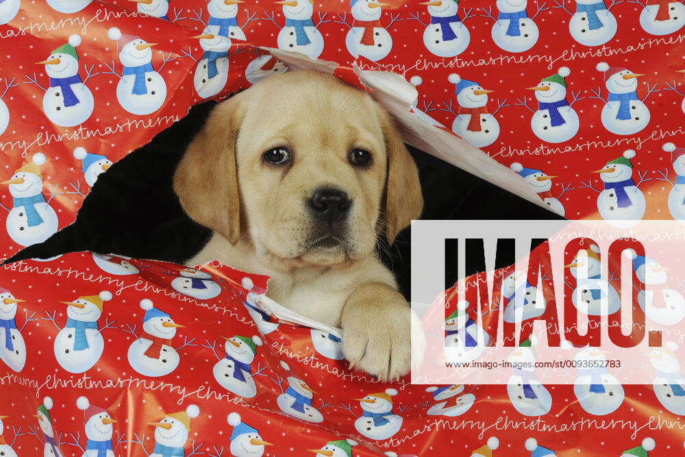 Labrador clearance wrapping paper