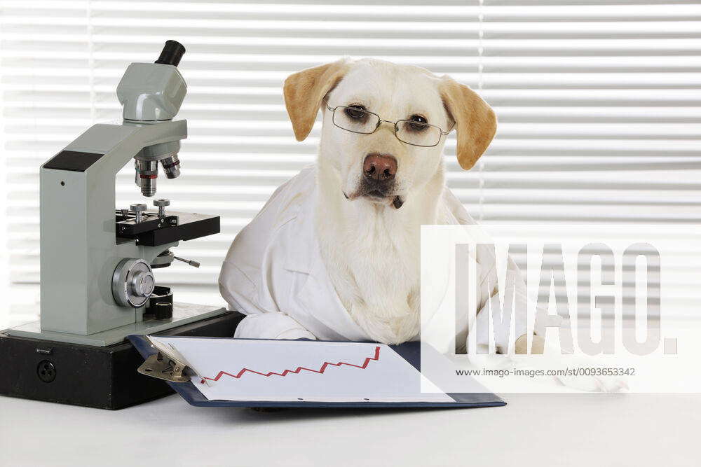 Lab coat for store dog