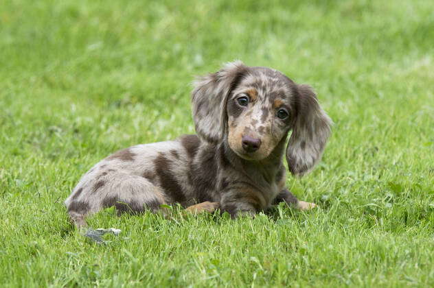 Short haired best sale dapple miniature dachshund