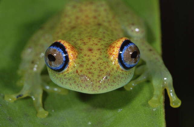 Green Bright-Eyed Frog, Boophis Viridis, Andasibe-Mantadia National ...