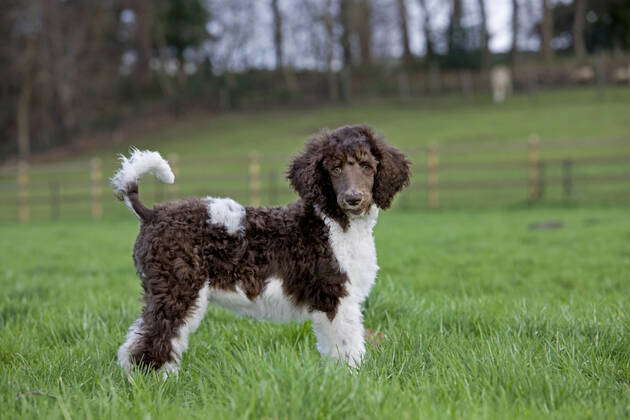 Harlequin sales standard poodle