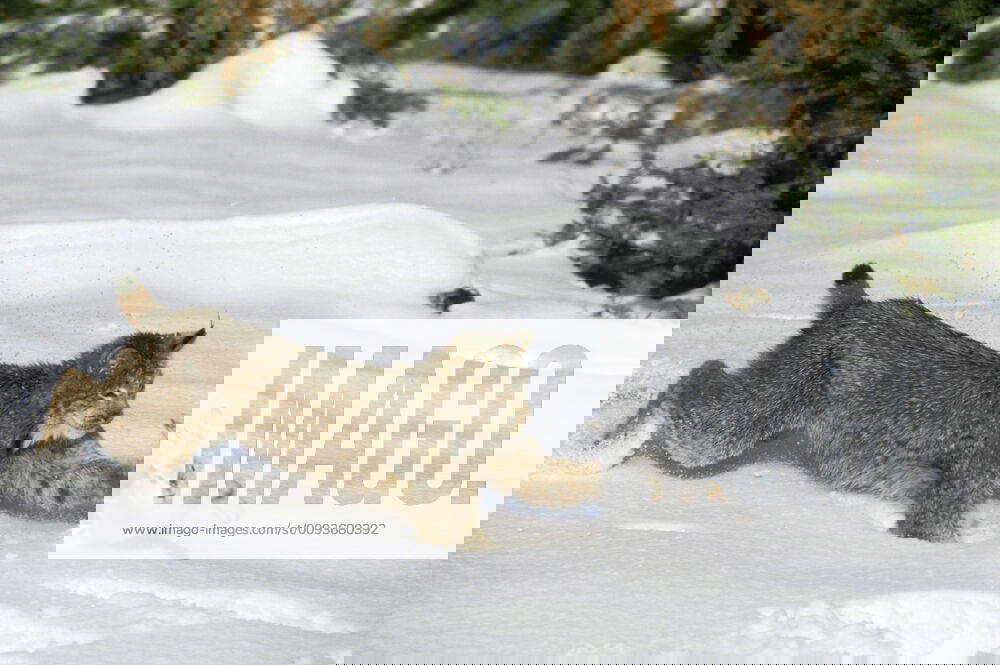 Canadian LYNX hunting Snowshoe Varying HARE (Felis lynx). Northern