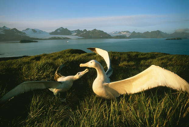 Wandering Albatross Courtship Display Diomedea Exulans Albatross