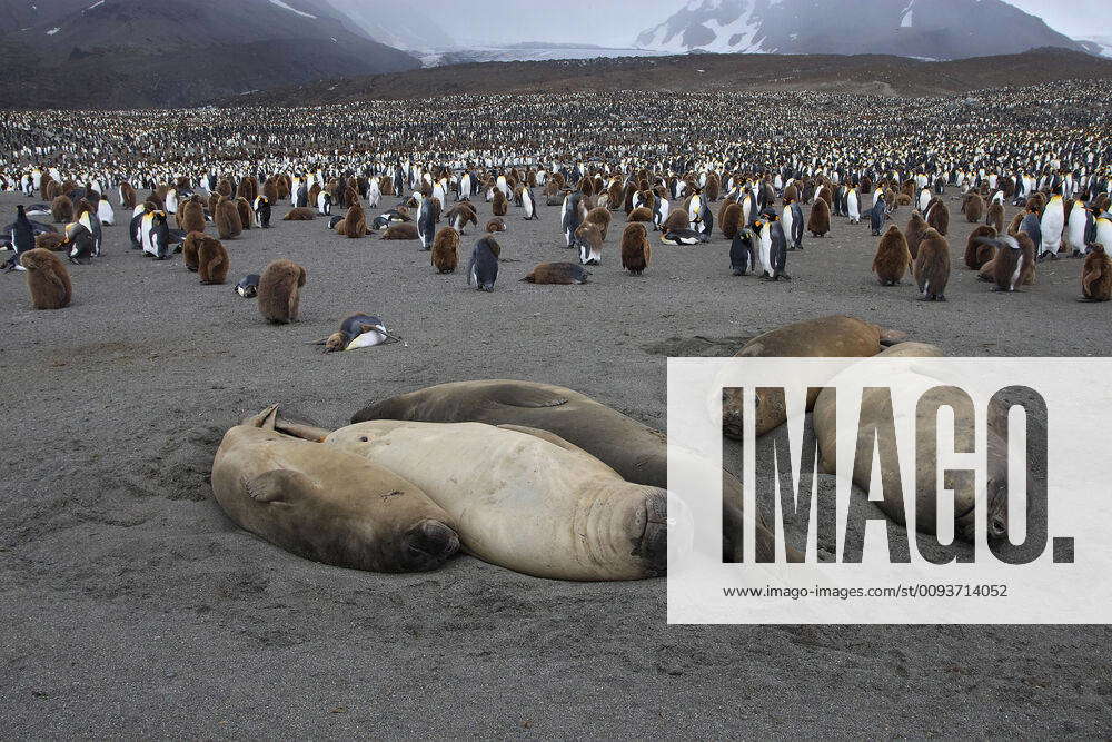 Southern Elephant Seal - Penguin colony in the background (Mirounga ...