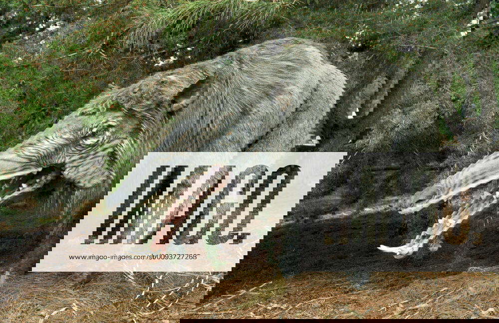 Prehistoric Reconstruction Giant Warthog height 7 ft lengh 11 ft