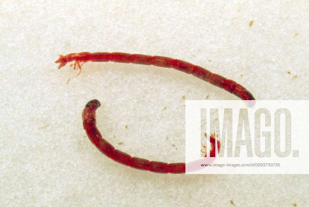 Water Bloodworms - Chironomid Fly Lavae - Midge Larva (Chironomus