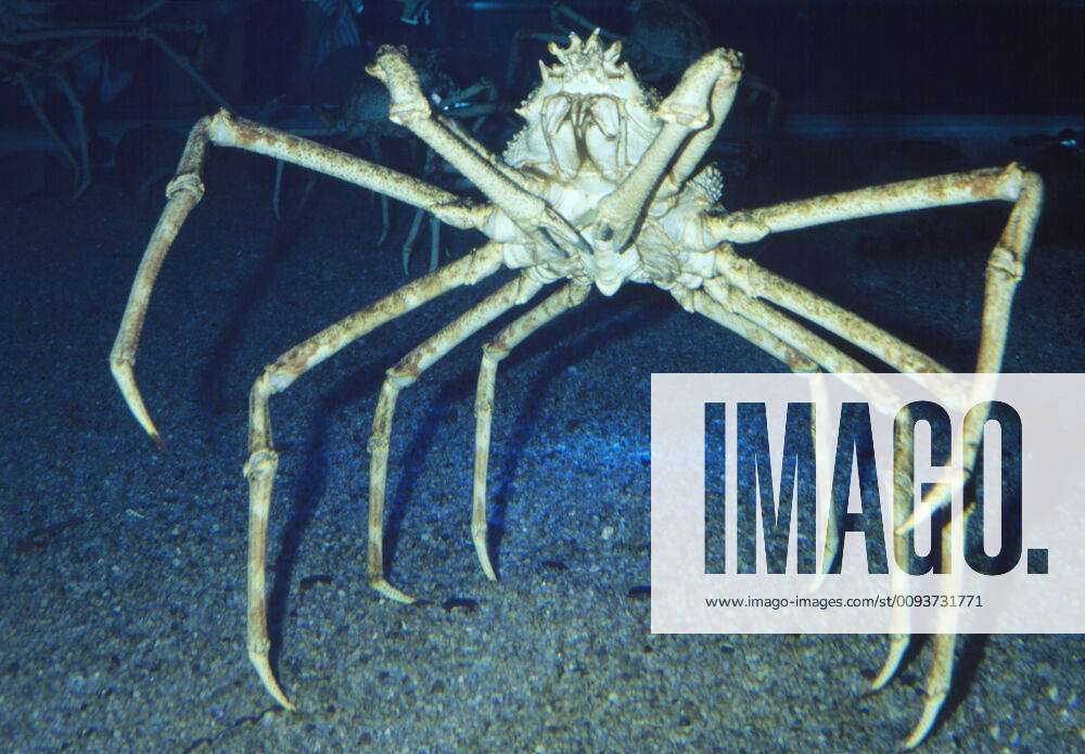 Giant Japanese Spider CRAB - WorldÕs largest arthropod (Macrocheira kaempferi