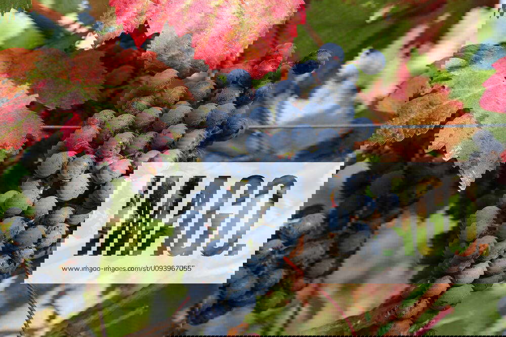 Near, wine 2019, vintage, grapes, grape, red, red wine, Dornfelder