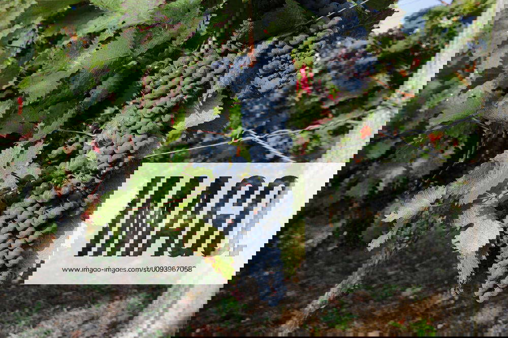 Near, wine 2019, vintage, grapes, grape, red, red wine, Dornfelder