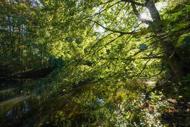 Leipzig alluvial forest White magpie The river White magpie in the ...