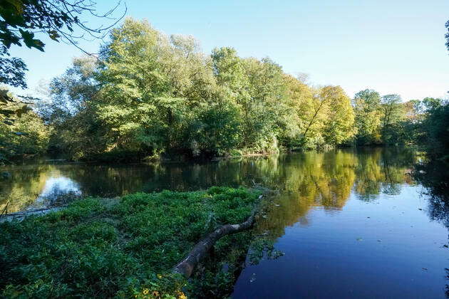 Leipzig alluvial forest White magpie The river White magpie in the ...