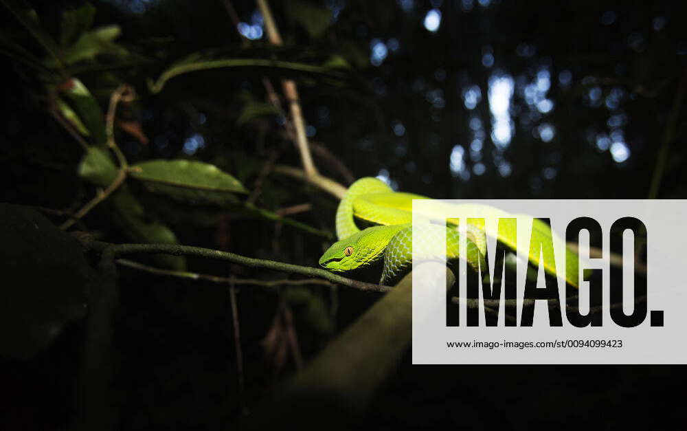 White-lipped Green tree viper (Cryptelytrops albolabris) , Khao Yai ...