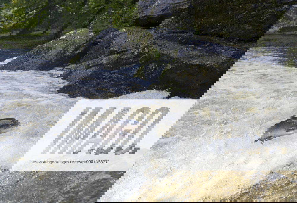 Atlantic Salmon (Salmo salar) jumping up a waterfall, River Lledr