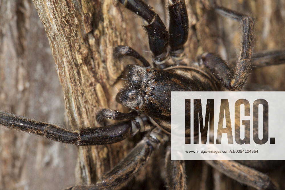 Vagrant Spider Uliodon Sp Close Up Silver Range Hawkes Bay New Zealand September Y