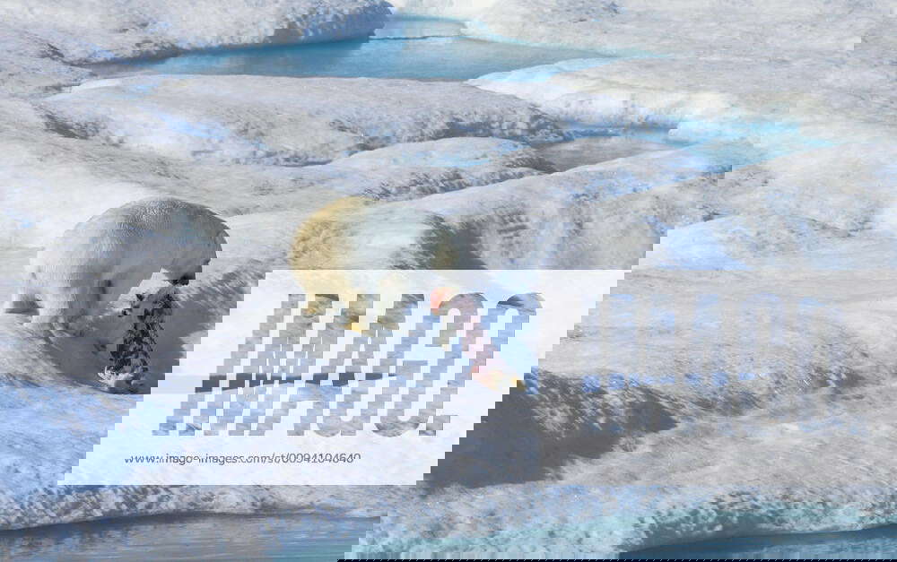 Male Polar bear (Ursus maritimus) dragging carcass of a first year