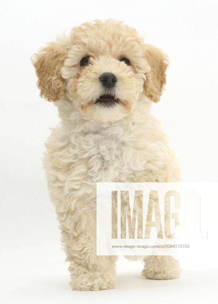 Bichon 2024 cross poodle