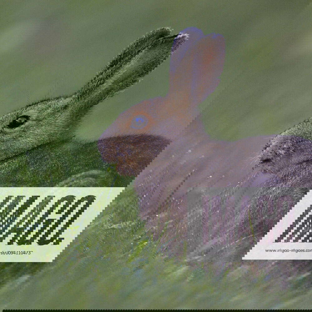 Snowshoe hare (Lepus americanus) in summer coat, Alaska, USA, August