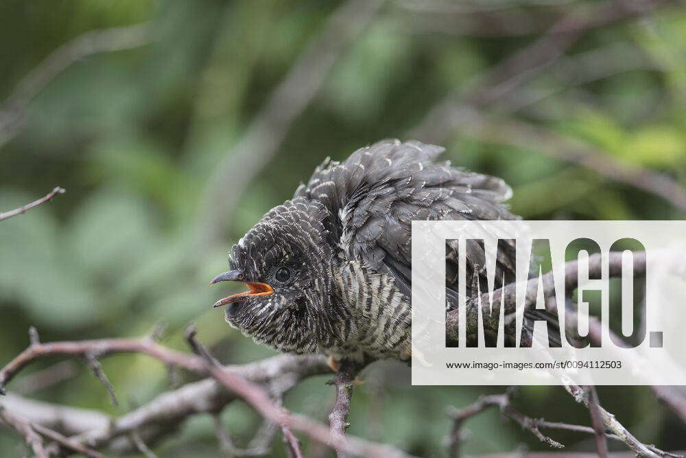 Common cuckoo (Cuculus canonus) fledgling, Lower Saxony, Germany. July