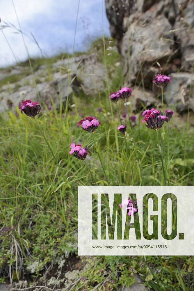 Carthusian Pink Cluster-headed pink (Dianthus carthusianorum) flowering ...