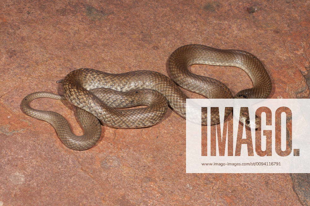 Western brown snake (Pseudonaja mengdeni) Karijini NP, Western ...