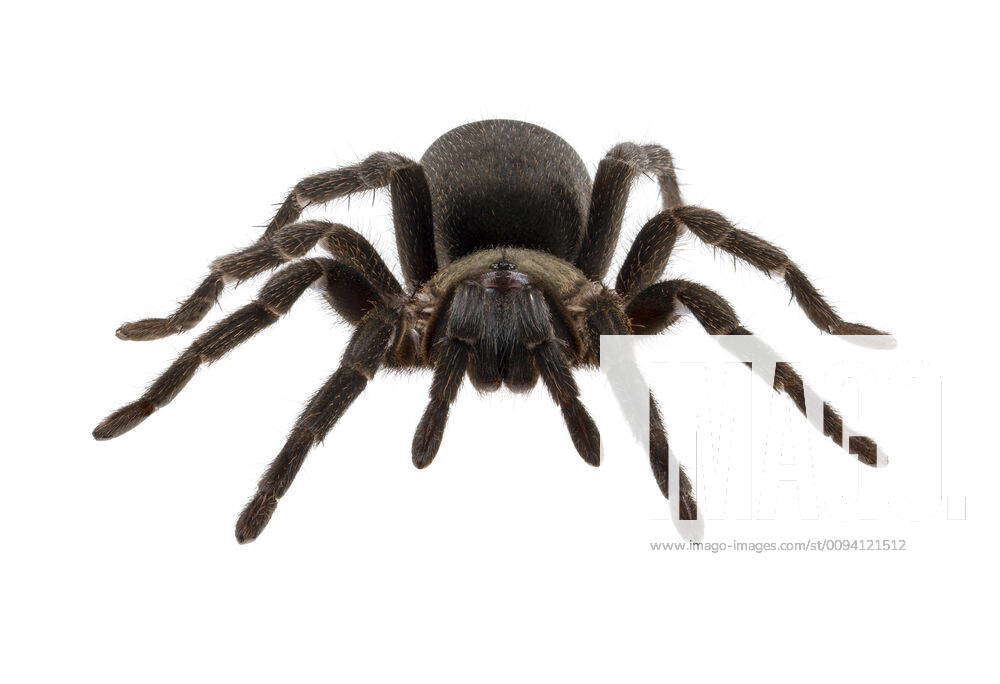 Israeli black tarantula (Chaetopelma olivaceum), adult female. Regavim ...