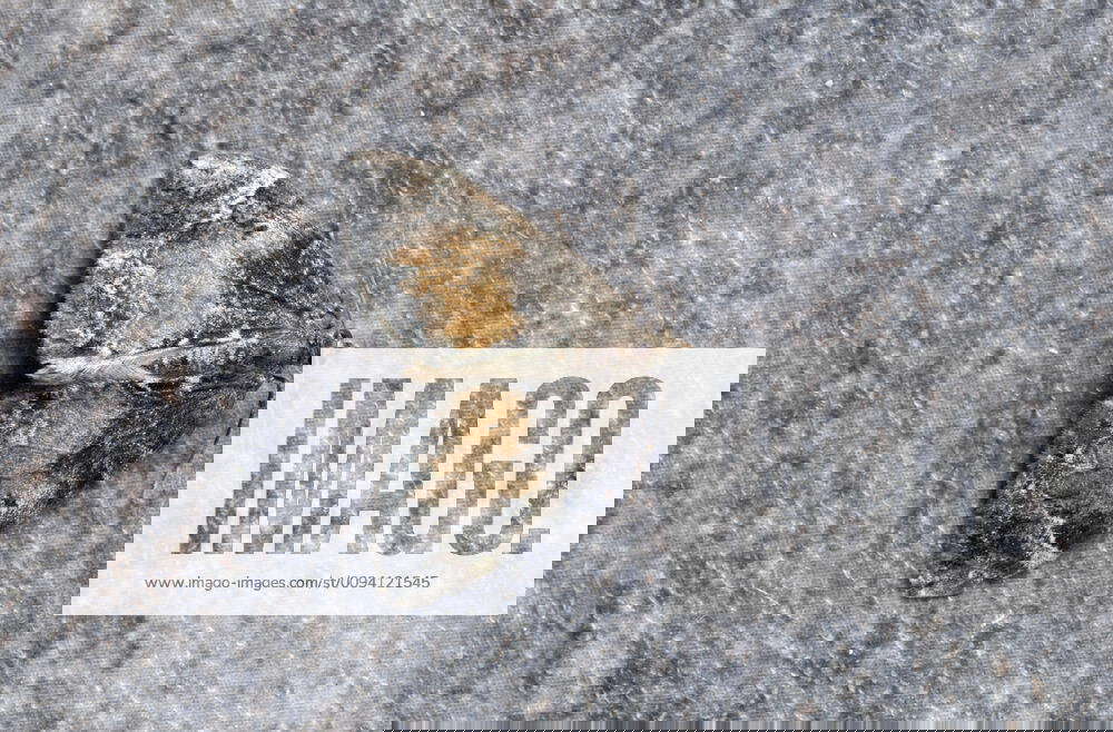 Common marbled carpet moth (Chloroclysta trucata) Wiltshire, UK September