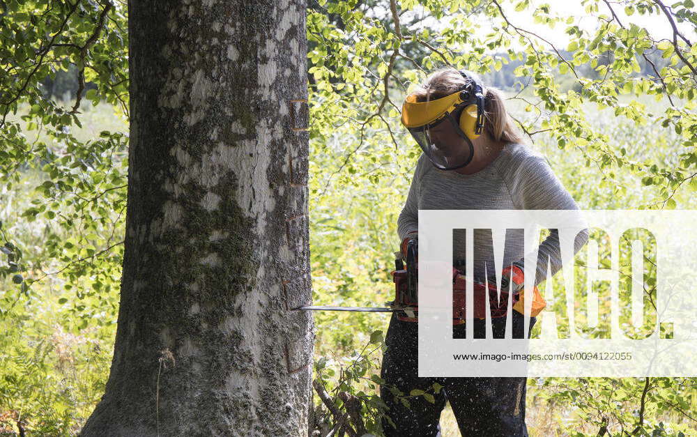 Artist Trude Johansen cutting drawers in beech tree. Valer, Ostfold ...