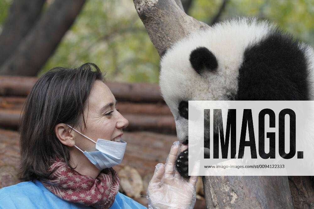 Delphine Delord, zoo owner with Giant panda (Ailuropoda melanoleuca) baby  at Chengu Panda Breeding