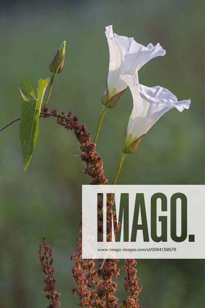 Great bindweed (Calystegia sepium), Peerdsbos, Brasschaat, Belgium August Y