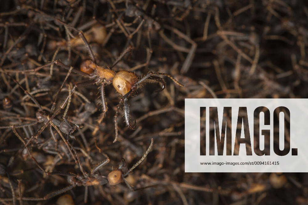 Army ants (Eciton sp.) formed into bivouac with soldier, Costa Rica ...