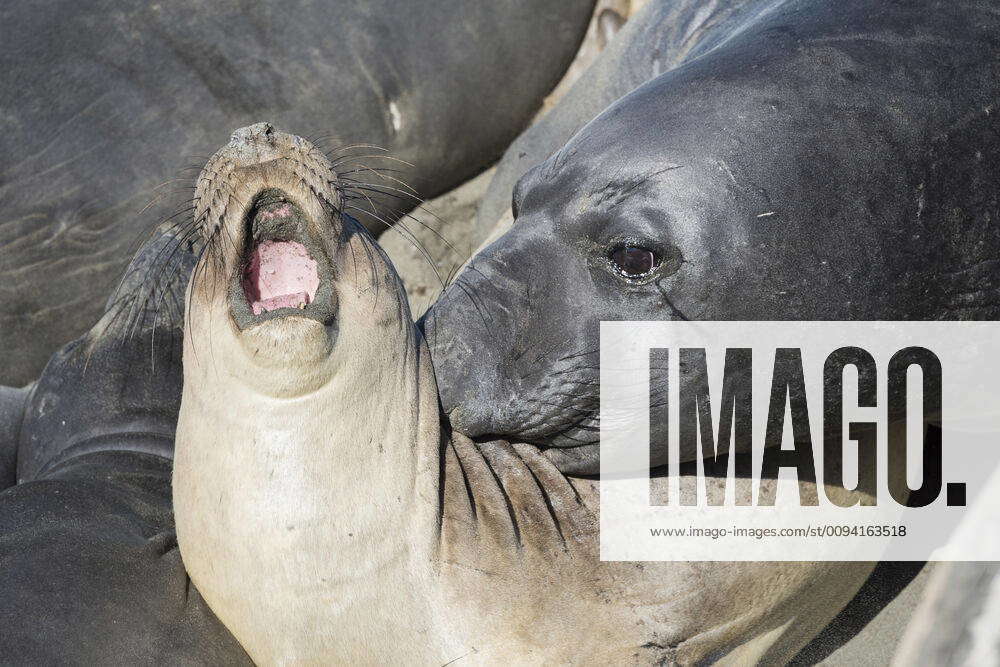 Northern elephant seals (Mirounga angustirostris) large aggressive