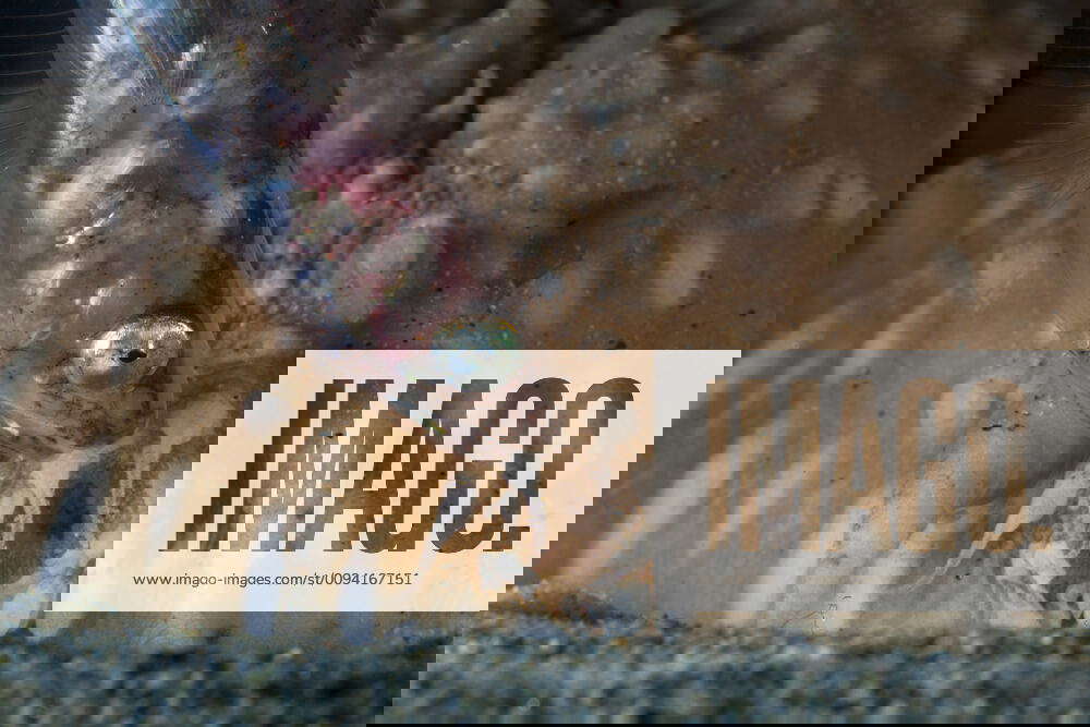 Pearlfish (Carapus acus) outside of host Sea cucumber (Stichopus