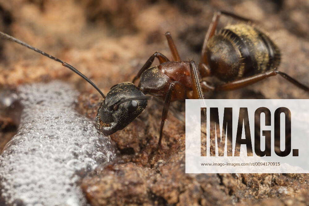 Ferruginous carpenter ant (Camponotus chromaiodes) worker feeding at ...