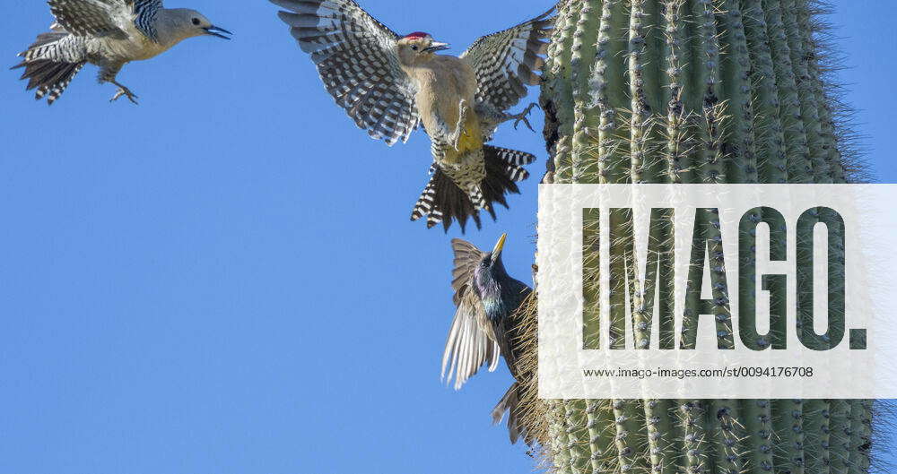 Gila woodpeckers (Melanerpes uropygialis) defending their nest hole in ...