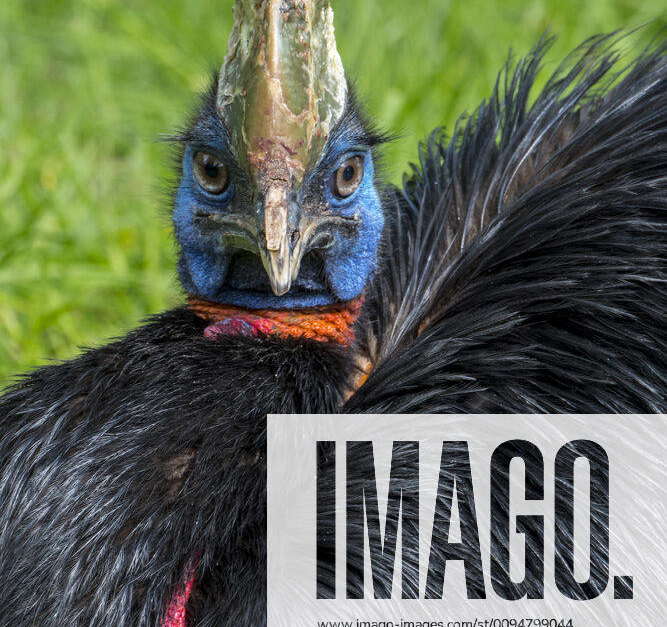 Northern cassowary one-wattled cassowary single-wattled cassowary ...