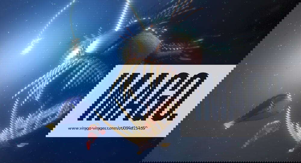 Dory, Marlin & Angler Fish Characters: Dory,Marlin & Film: Finding Nemo