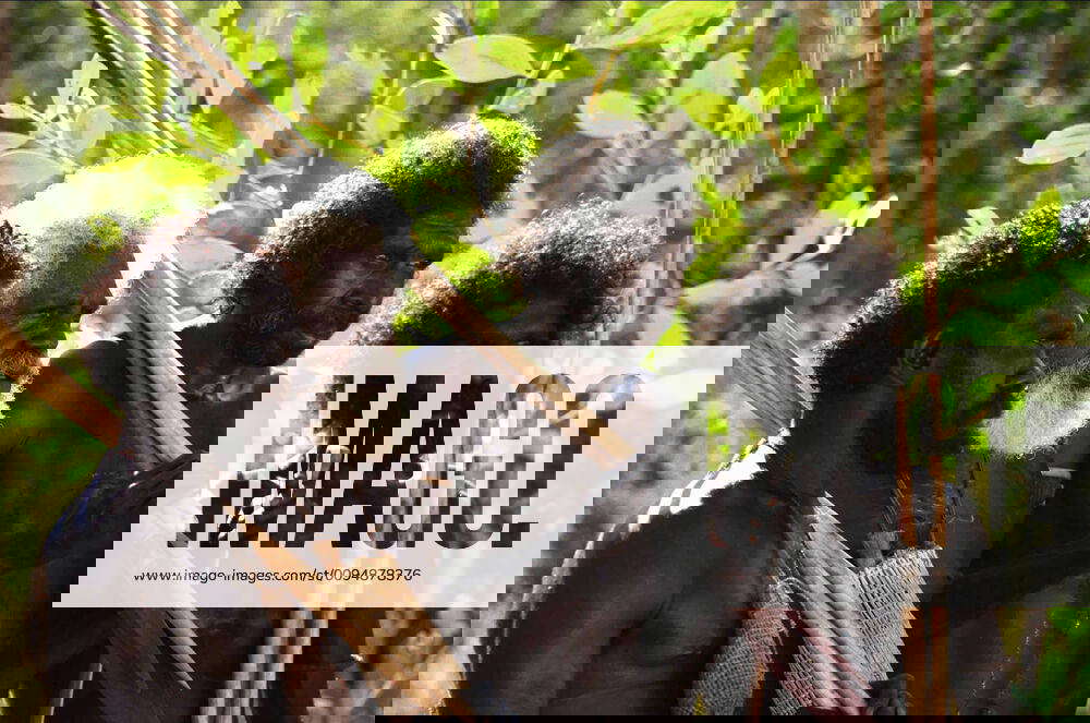 Scene With Richard Birrinbirrin Characters WITH Birrinbirrin Film Ten Canoes (2006) Director