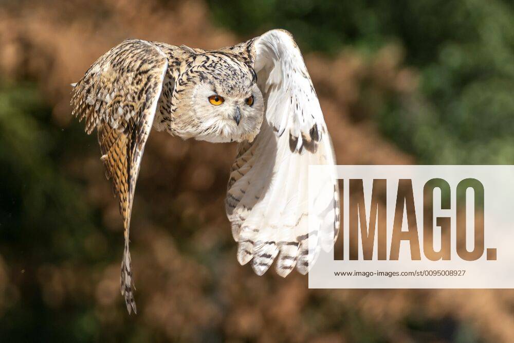 Siberian Eagle Owl Bubo bubo sibiricus flying, Germany, Europe