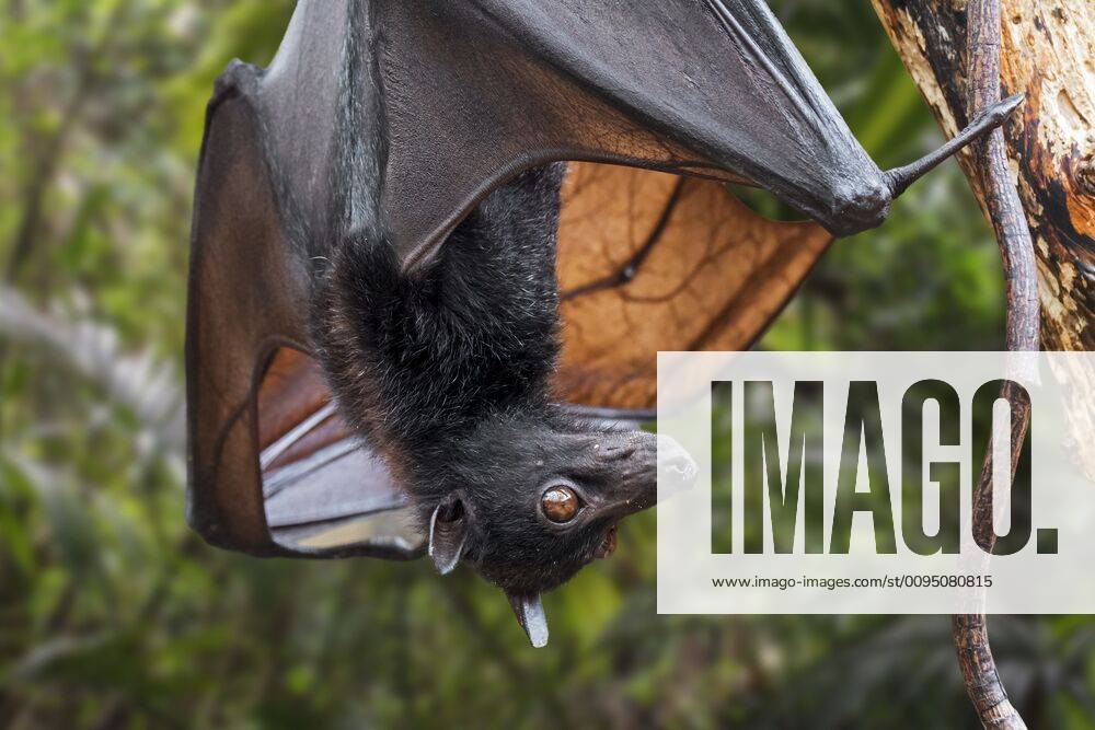 Lyle s flying fox (Pteropus lylei) native to Cambodia, Thailand and ...