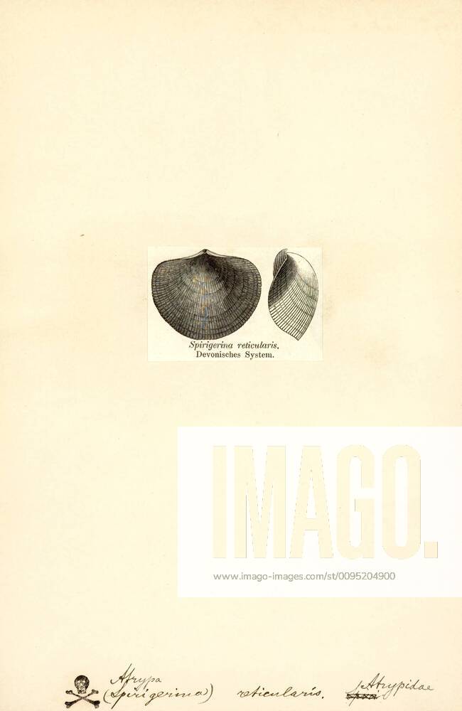 Atrypa, Print, Atrypa is a genus of brachiopod with shells round to ...
