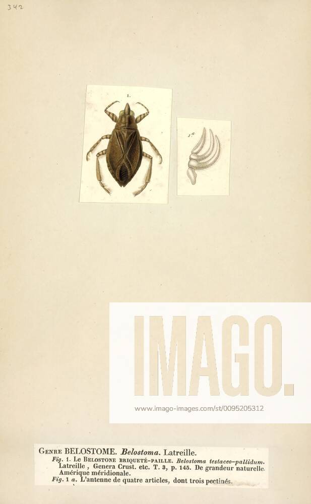 Belostoma, Print, Belostoma is a genus of insects in the hemipteran