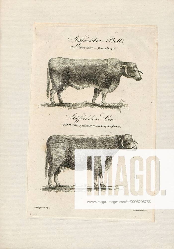 Bos domesticus, Print, Bos is the genus of wild and domestic cattle ...