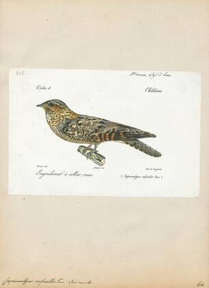 Caprimulgus ruficollis, Print, The red-necked nightjar (Caprimulgus ...