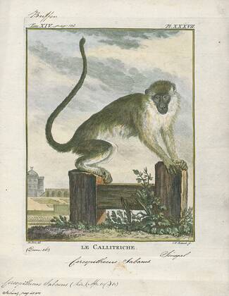 Cercopithecus sabaeus, Print, The green monkey, also known as the ...