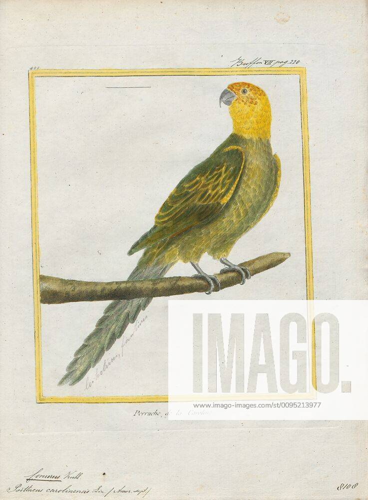 Conurus carolinensis, Print, The Carolina parakeet (Conuropsis ...