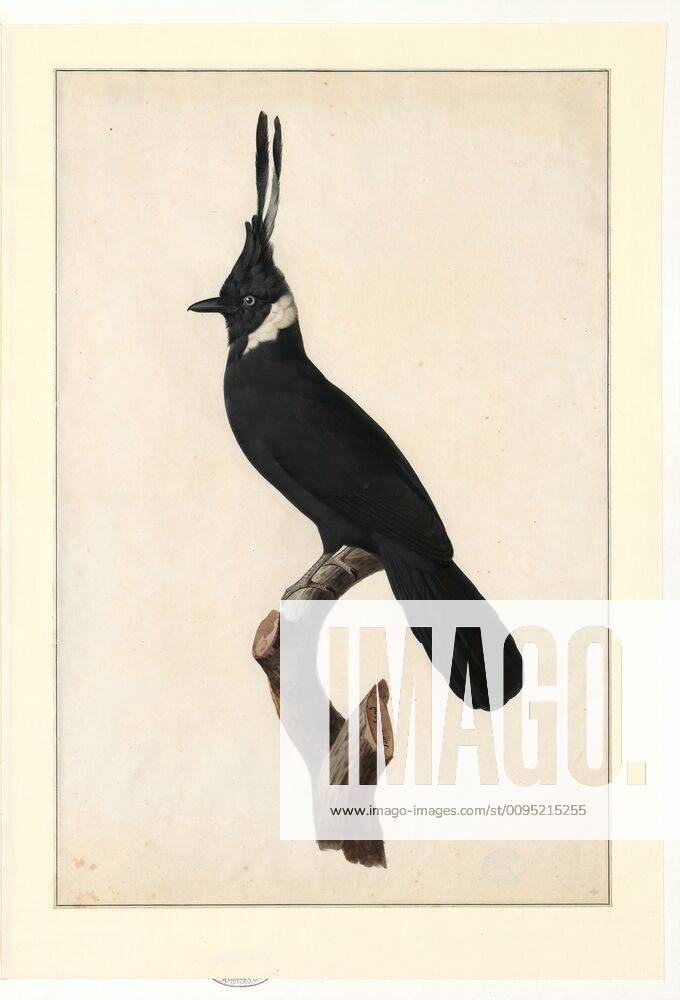 Corvidae, Print, Corvidae is a cosmopolitan family of oscine passerine ...